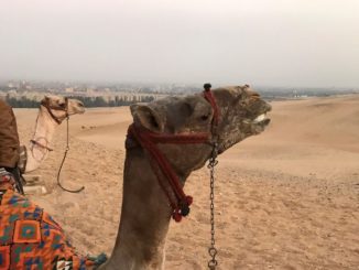 My Camel